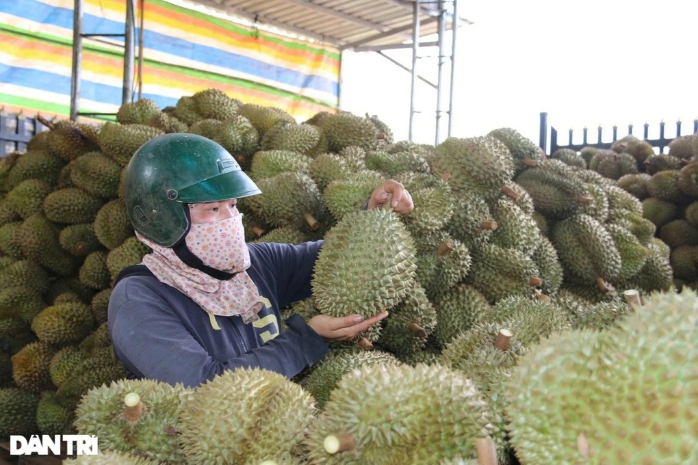 Sầu riêng dẫn đầu kim ngạch xuất khẩu trái cây - 1